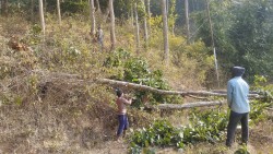 रानी सामुदायिक वनमा वन व्यवस्थापन शुरु